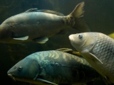 Компания Рыба для пруда Животноводство - Фотография №2