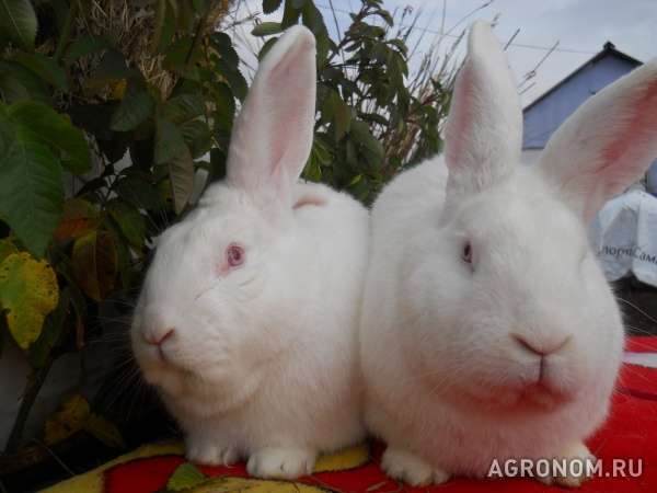 Кролики с крупной кроликофермы