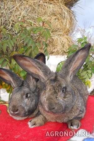 Кролики с крупной кроликофермы