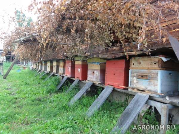 Продам цветочный мед 1кг 330 рублей