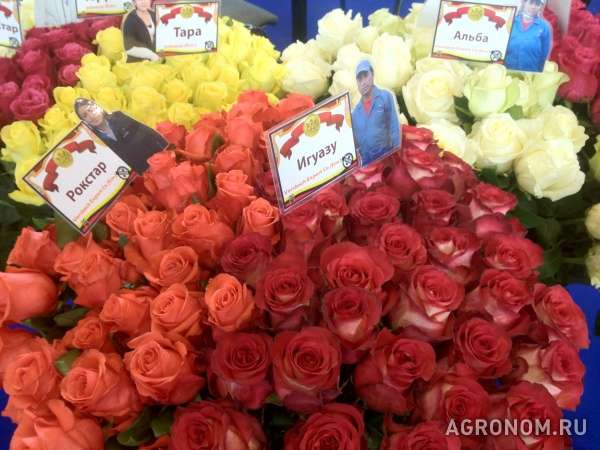 Оптовая и розничная продажа саженцев роз.