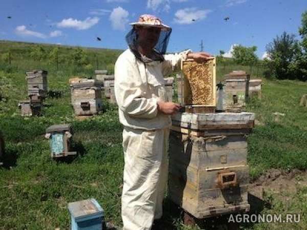 Продам алтайский мед оптом - горно-степное разнотравье