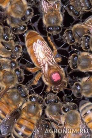 Пчелопакеты - пчелосемьи!