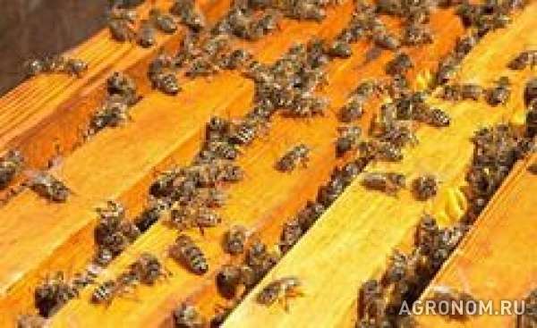 Пчелопакеты - пчелосемьи!