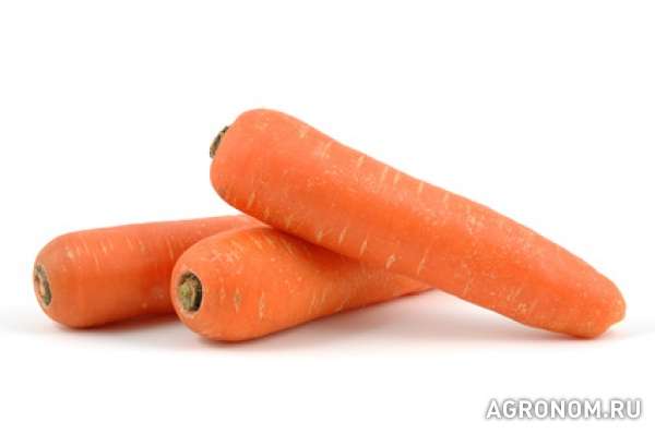Продам морковь оптом.