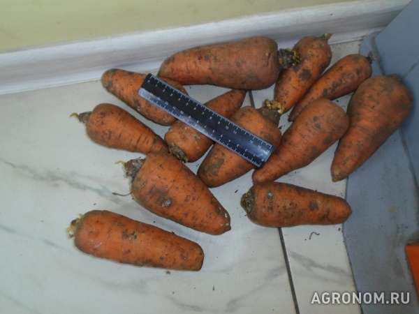 Морков хорошово качество