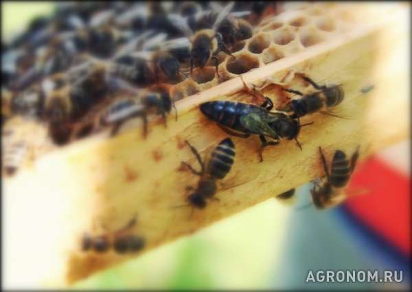 Пчелопакы 2015 красноярск томск новосибирск кемерово абакан