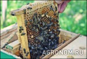 Пчелопакы 2015 красноярск томск новосибирск кемерово абакан