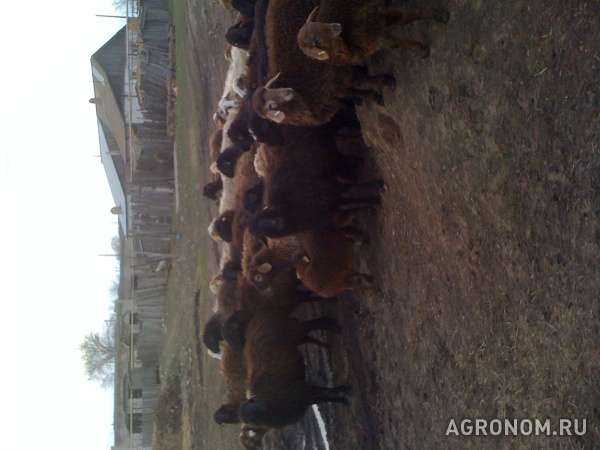 Продажа эдельбаевских овец