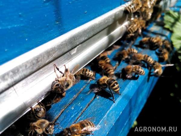 Пчелосемьи корпатской породы