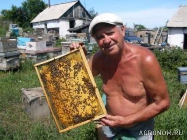 Продам пчел/пчелопакеты/пчелосемьи