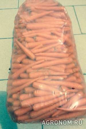 Морковь из израиля