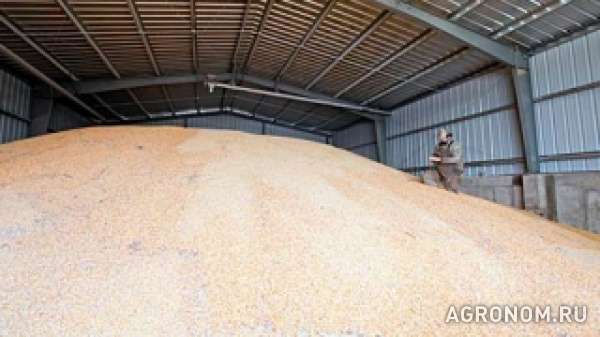 Продается пшеница 3 кл. 900 т.