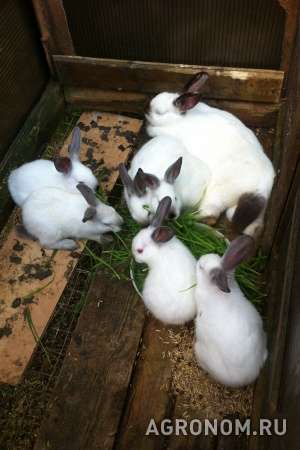 Продаются кролики мясных пород