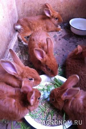 Продаются кролики мясных пород