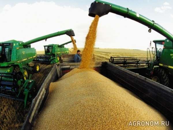 Продается пшеница 3 кл. 800 т.