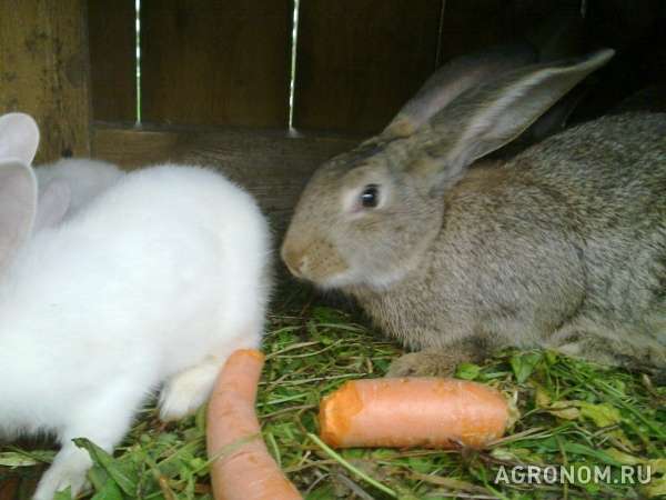 Кролики и мясо кролика
