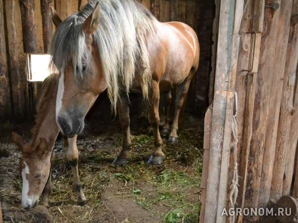 Продается лошади в новгородской области, окуловский район п.боровенк
