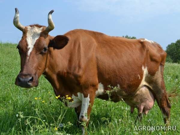 Продается корова ромашка в новгородской области