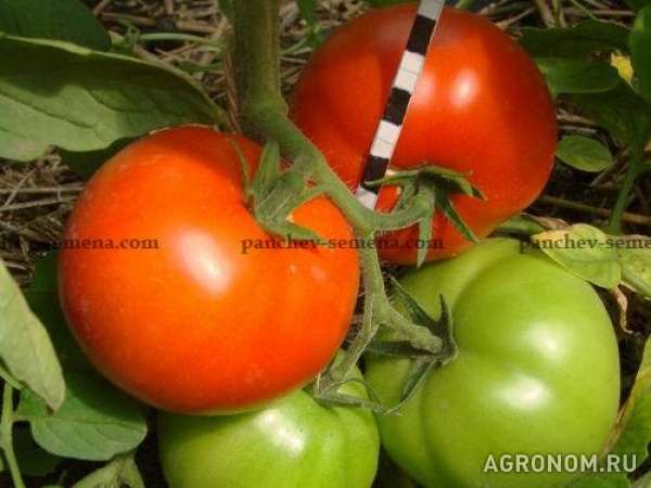 Семена помидор залещанский f1