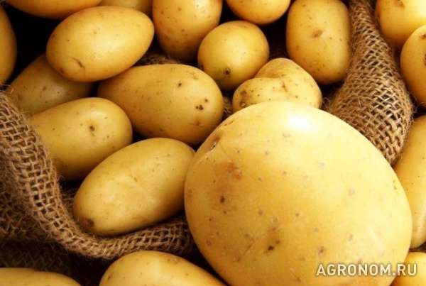 Продам картофель