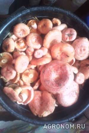 Продам грибы рыжиков