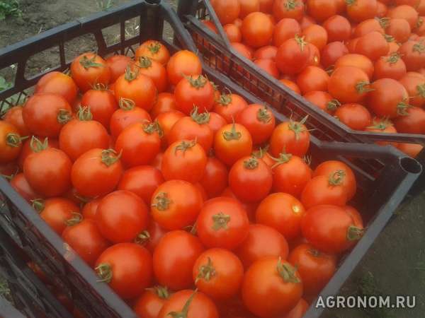 Продаем помидоры от 5 т.