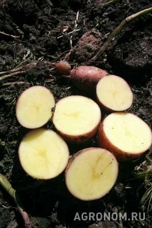 Тамбовский картофель оптом