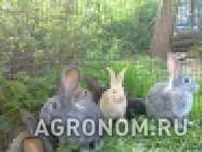 Кролики и мясо кролика