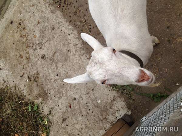 Продам козу дойную зааненской породы