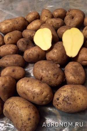 Картофель оптом +5 от производителя
