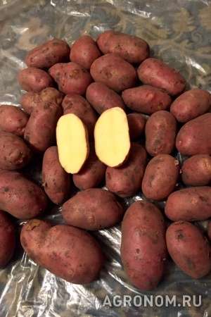 Картофель оптом +5 от производителя