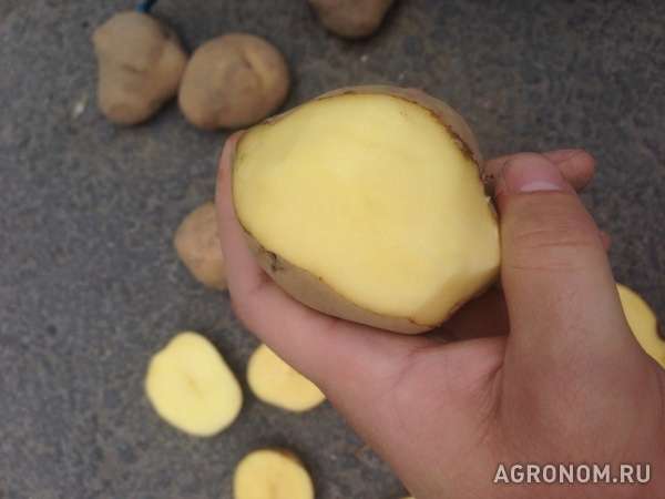 Картофель высокого качества 7,5 руб