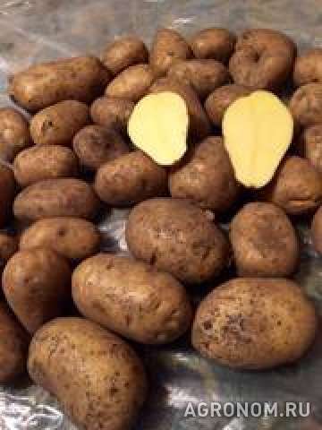 Картофель оптом +5 от ферм.хозяйства