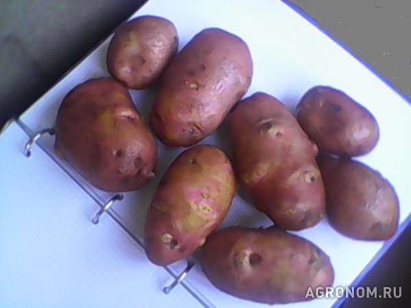 Картофель оптом от 15р/кг урожай 2015