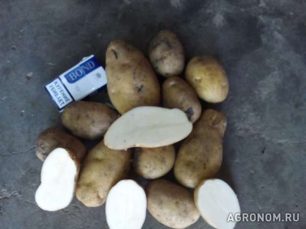 Картофель оптом +5,6, цена с учетом доставки