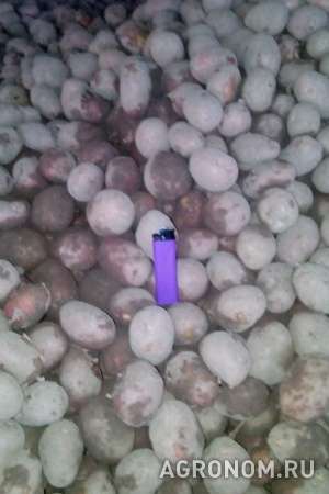 Продажа семенного картофеля белых и красных сортов оптом