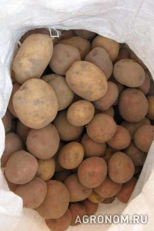 Картофель оптом на корм и на переработку