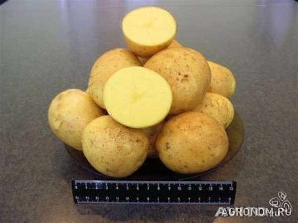 Качественный тамбовский картофель