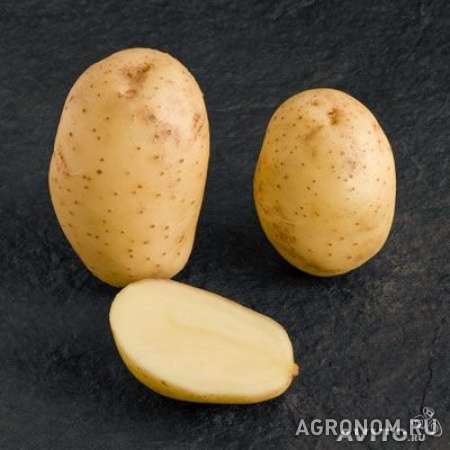 Качественный тамбовский картофель