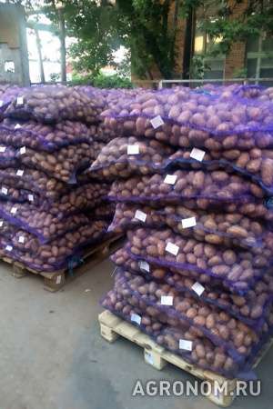 Картофель от 20 тонн в нижегородской области