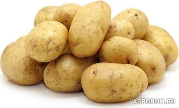 Оптовая продажа картофеля производство г. брянск