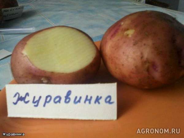 Картофель оптом 5+ брянская обл.(веснянка и др.)
