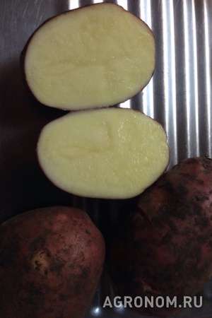 Картофель сорта «лаура», «ред скарлет», «невская», «гала». от 8р/кг.