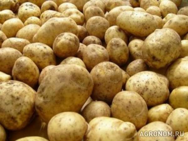 Картофель «розара», «каратоп». оптом. более 2000 тонн в наличии. от 7