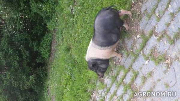 Продается питомец вьетнамская свинья