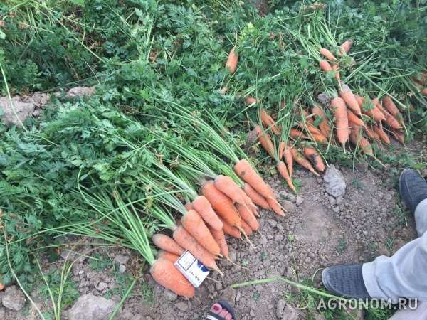 Воронежская морковь без посредников
