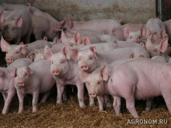 Свиньи на откорм 30 - 50 кг ( оптом )