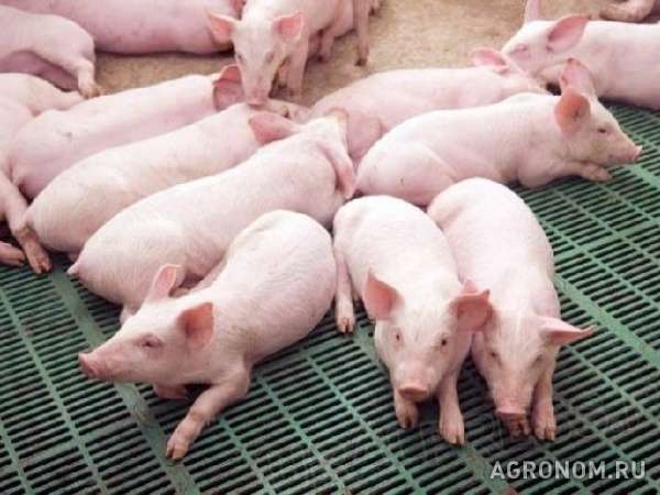 Свиньи на откорм 30 - 50 кг ( оптом )