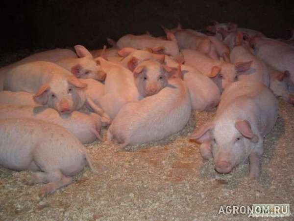Свиньи на откорм 40 - 60кг ( крупная белая )